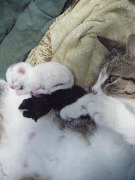 lucky et ses nouveaux n�s!